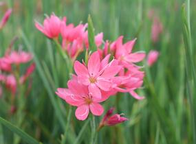 Říční lilie 'Mrs. Hegarty' - Schizostylis coccinea 'Mrs. Hegarty'