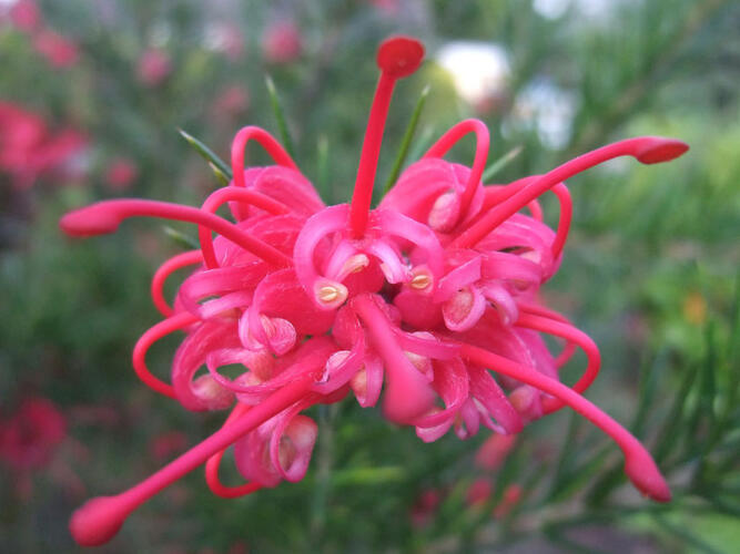 Grevilea 'Canberra Gem' - Grevillea 'Canberra Gem'