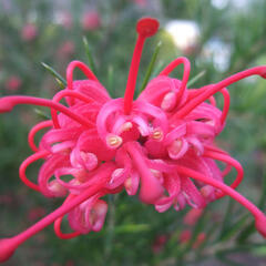 Grevilea 'Canberra Gem' - Grevillea 'Canberra Gem'
