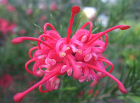 Grevilea 'Canberra Gem' - Grevillea 'Canberra Gem'