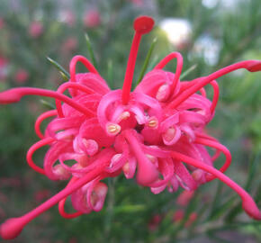 Grevilea 'Canberra Gem' - Grevillea 'Canberra Gem'