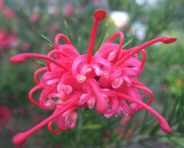 Grevilea 'Canberra Gem'