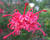 Grevilea 'Canberra Gem'