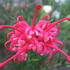 grevilea-canberra-gem.jpg