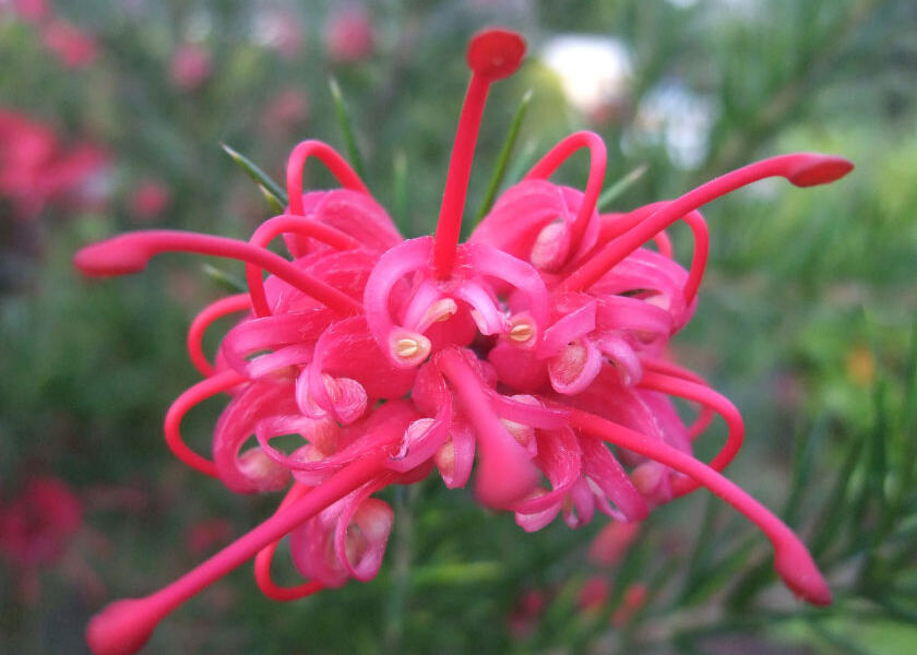 Grevilea 'Canberra Gem' - Grevillea 'Canberra Gem'