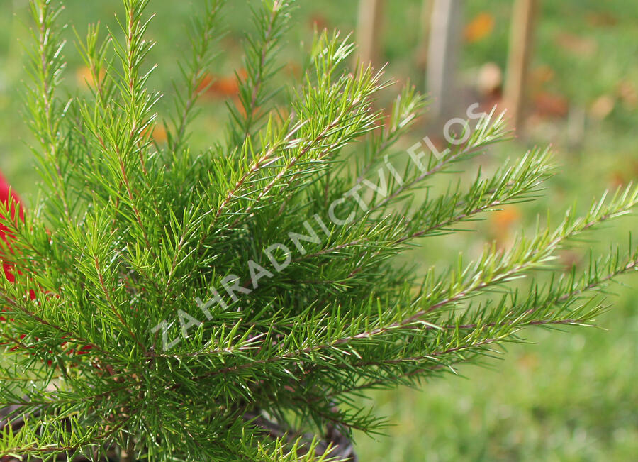 Grevilea 'Canberra Gem' - Grevillea 'Canberra Gem'