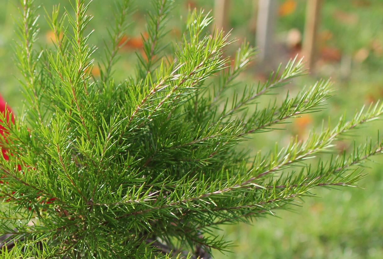 Grevilea 'Canberra Gem' - Grevillea 'Canberra Gem'