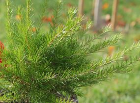 Grevilea 'Canberra Gem' - Grevillea 'Canberra Gem'