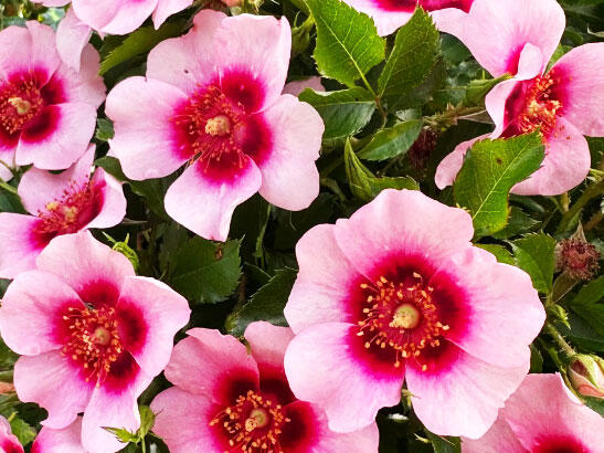 Růže mnohokvětá 'Bravo Babylon Eyes'® - Rosa MK 'Bravo Babylon Eyes'®