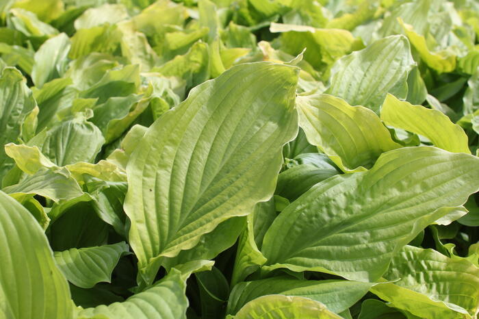 Bohyška jitrocelová 'Honey Bells' - Hosta plantaginea 'Honey Bells'