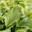 Bohyška jitrocelová 'Honey Bells' - Hosta plantaginea 'Honey Bells'