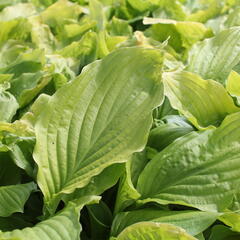 Bohyška jitrocelová 'Honey Bells' - Hosta plantaginea 'Honey Bells'