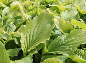 Bohyška jitrocelová 'Honey Bells' - Hosta plantaginea 'Honey Bells'