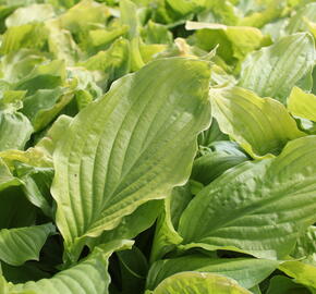 Bohyška 'Honey Bells' - Hosta 'Honey Bells'