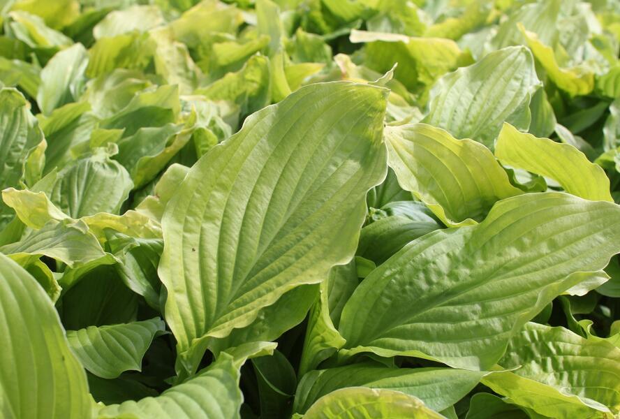 Bohyška jitrocelová 'Honey Bells' - Hosta plantaginea 'Honey Bells'