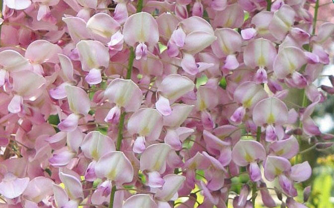 Vistárie květnatá 'Rosea' - Wisteria floribunda 'Rosea'