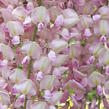 Vistárie květnatá 'Rosea' - Wisteria floribunda 'Rosea'