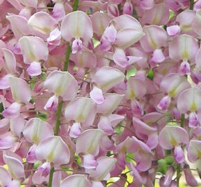 Vistárie květnatá 'Rosea' - Wisteria floribunda 'Rosea'