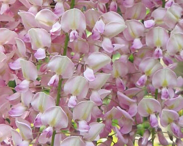 Vistárie květnatá 'Rosea'