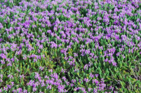 Mateřídouškovec vonný - Thymus capitatus