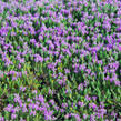 Mateřídouškovec vonný - Thymus capitatus