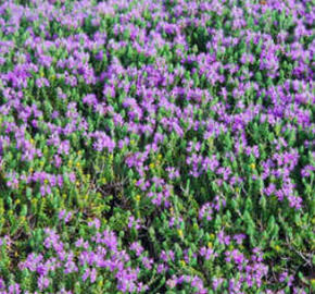 Mateřídouškovec vonný - Thymus capitatus
