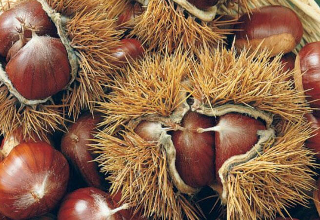 Kaštanovník setý, jedlý 'Marron de Lyon' - Castanea sativa 'Marron de Lyon'