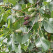 Olše srdčitá - Alnus cordata