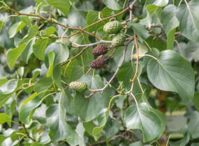 Olše srdčitá - Alnus cordata