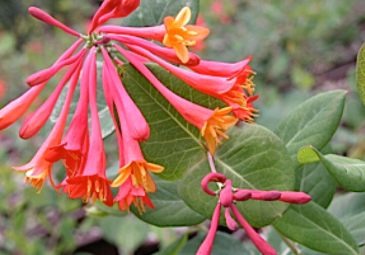 Zimolez stálezelený 'Blanche Sandman' - Lonicera sempervirens 'Blanche Sandman'