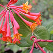 Zimolez stálezelený 'Blanche Sandman' - Lonicera sempervirens 'Blanche Sandman'