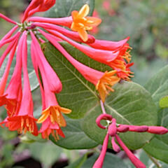 Zimolez stálezelený 'Blanche Sandman' - Lonicera sempervirens 'Blanche Sandman'