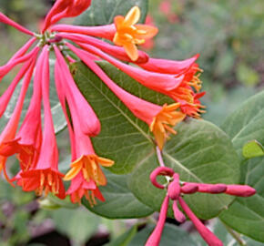 Zimolez stálezelený 'Blanche Sandman' - Lonicera sempervirens 'Blanche Sandman'