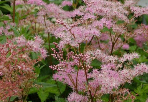 Tužebník 'Rosa Schleier' - Filipendula palmata 'Rosa Schleier'