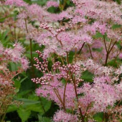 Tužebník 'Rosa Schleier' - Filipendula palmata 'Rosa Schleier'