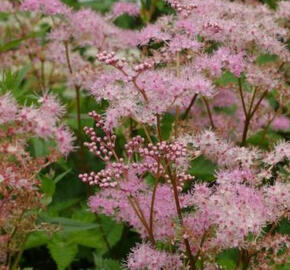 Tužebník 'Rosa Schleier' - Filipendula palmata 'Rosa Schleier'