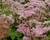Tužebník 'Rosa Schleier'