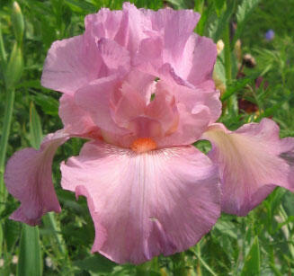 Kosatec německý 'Rosa' - Iris barbata-elatior 'Rosa'