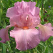 Kosatec německý 'Rosa' - Iris barbata-elatior 'Rosa'