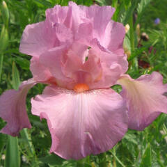 Kosatec německý 'Rosa' - Iris barbata-elatior 'Rosa'