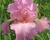 Kosatec německý 'Rosa'