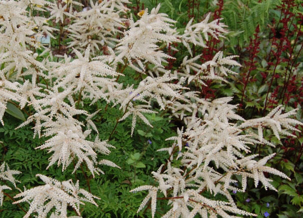 Udatna lesní 'Kneiffii-Whirlwind' - Aruncus dioicus 'Kneiffii-Whirlwind'