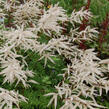 Udatna lesní 'Kneiffii-Whirlwind' - Aruncus dioicus 'Kneiffii-Whirlwind'