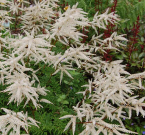 Udatna lesní 'Kneiffii-Whirlwind' - Aruncus dioicus 'Kneiffii-Whirlwind'