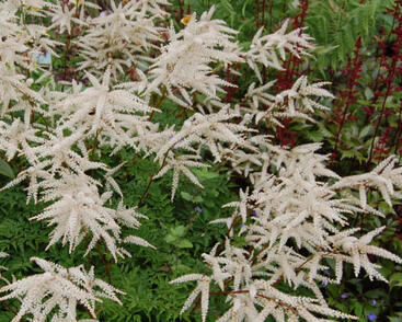 Udatna lesní 'Kneiffii-Whirlwind'