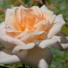 Růže pnoucí 'Grand Mogul' - Rosa PN 'Grand Mogul'