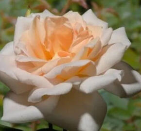 Růže pnoucí 'Grand Mogul' - Rosa PN 'Grand Mogul'