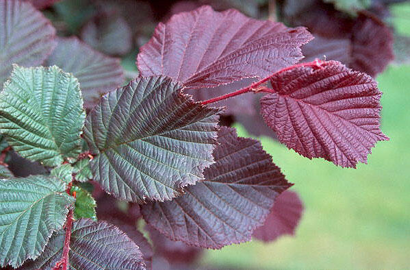 Líska obecná 'Roter Zellernuss' - Corylus avellana 'Roter Zellernuss'