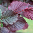 Líska obecná 'Roter Zellernuss' - Corylus avellana 'Roter Zellernuss'