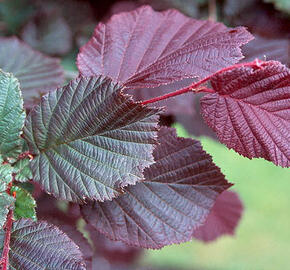 Líska obecná 'Roter Zellernuss' - Corylus avellana 'Roter Zellernuss'